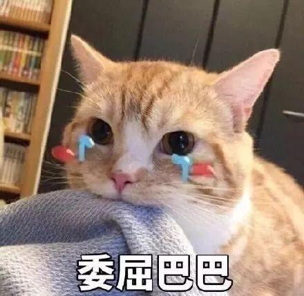 娱乐吃瓜君折耳猫